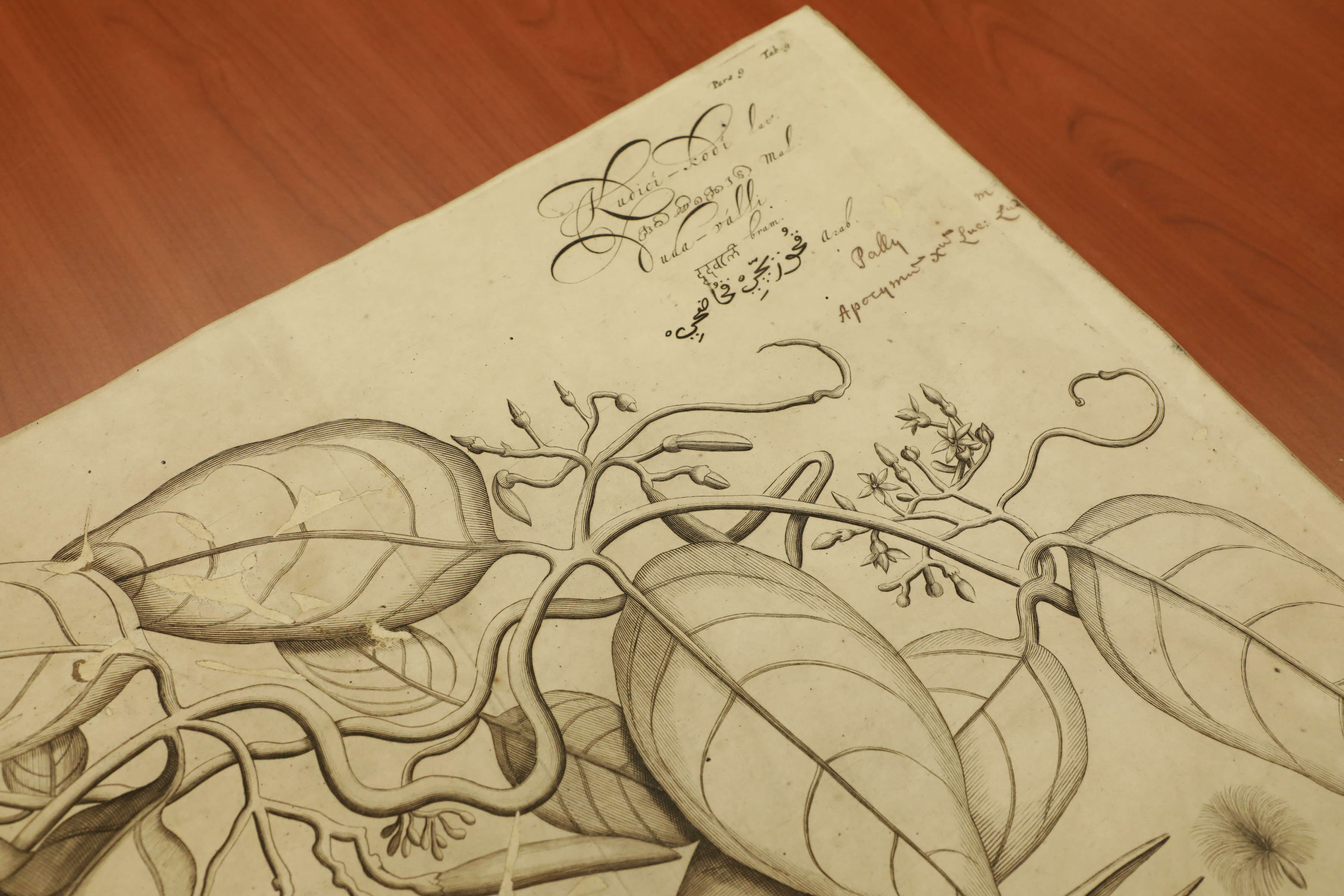 Hortus Malabaricus